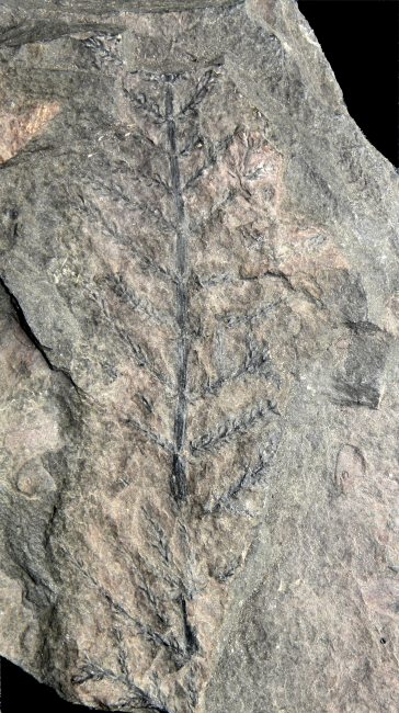 Asterophyllites charaeformis